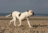BOULEDOGUE AMERICAIN 205